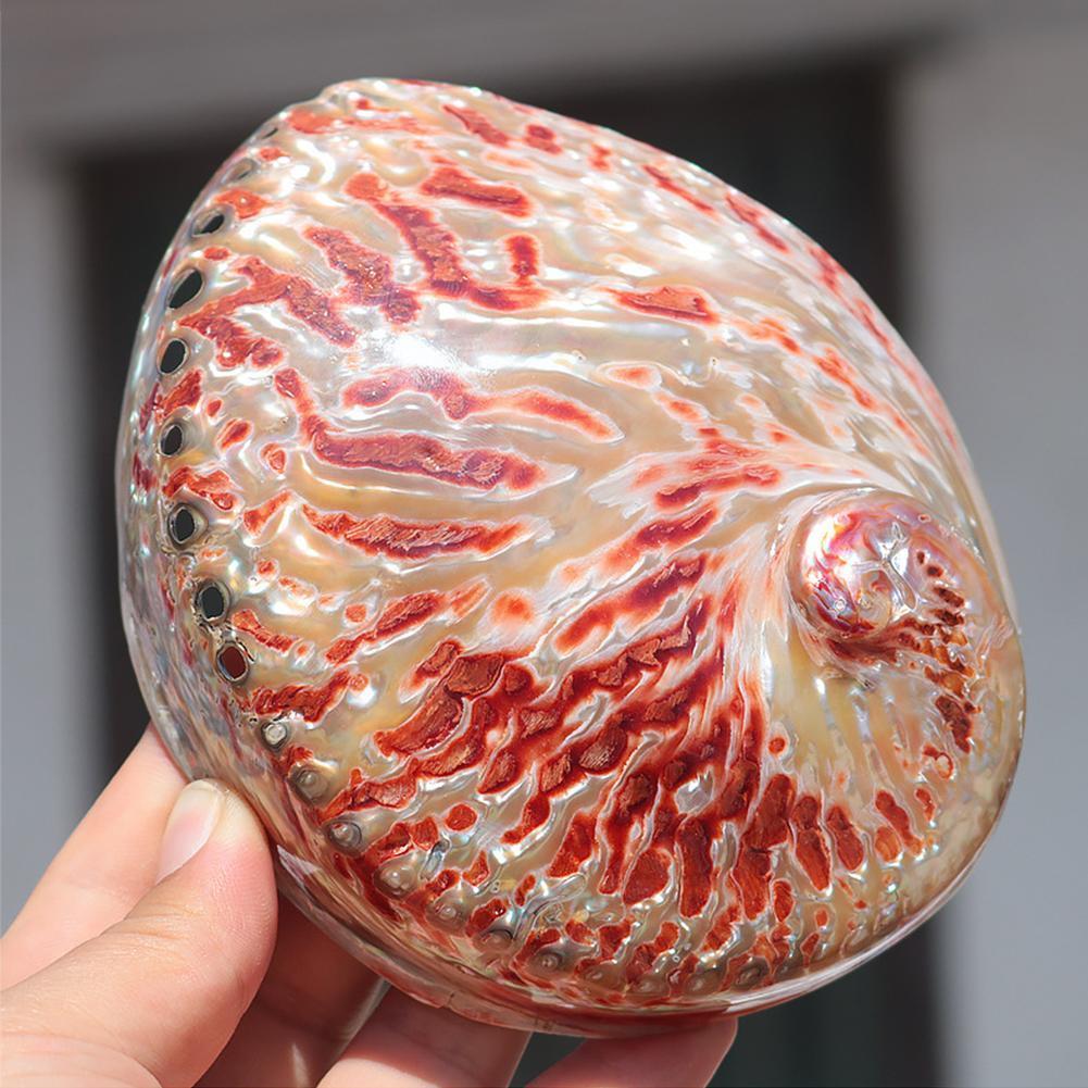 Red Pattern Abalone Shell Home Accessories