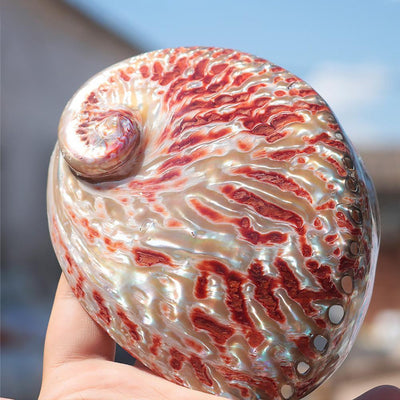 Red Pattern Abalone Shell Home Accessories