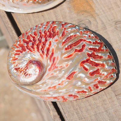 Red Pattern Abalone Shell Home Accessories