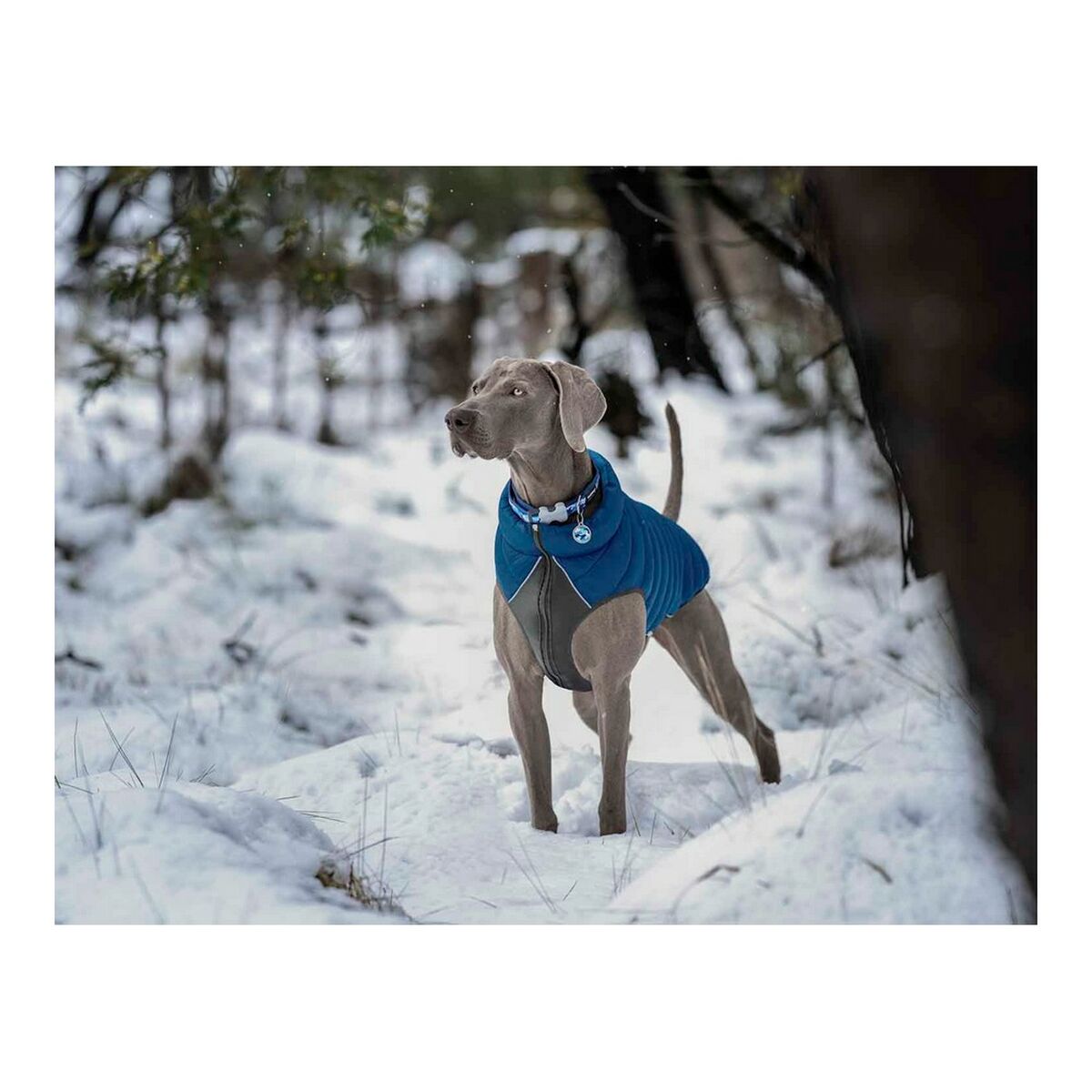 Dog Coat Red Dingo Puffer Turquoise 35 cm