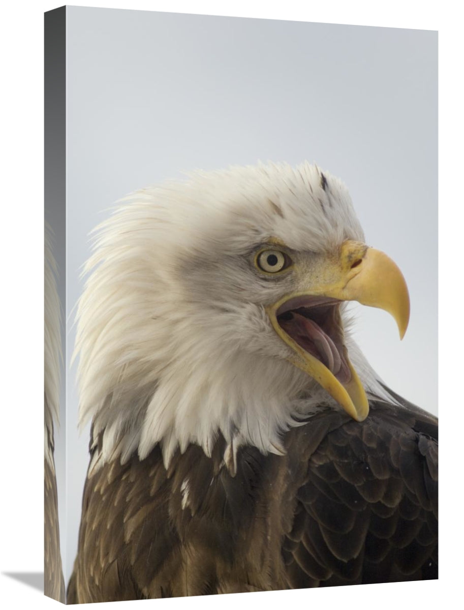 Global Gallery GCS-451932-1624-142 16 x 24 in. Bald Eagle Calling,