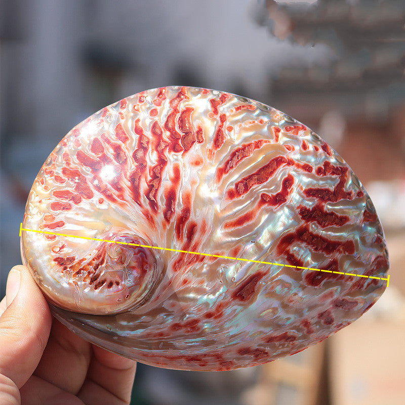 Red Pattern Abalone Shell Home Accessories