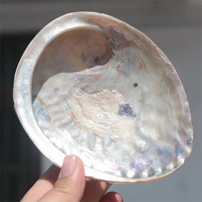 Red Pattern Abalone Shell Home Accessories