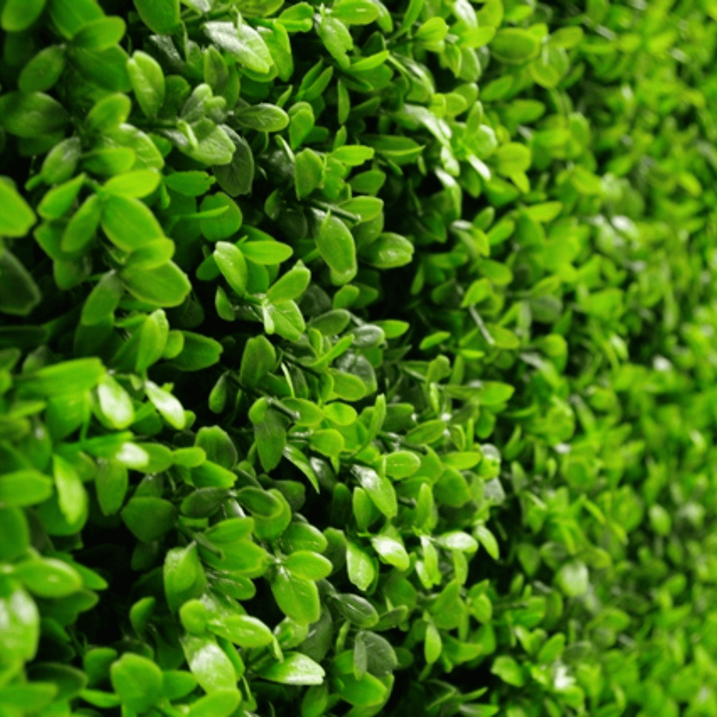 Bright Artificial Boxwood Wall 40" x 40" 11SQ FT UV Resistant